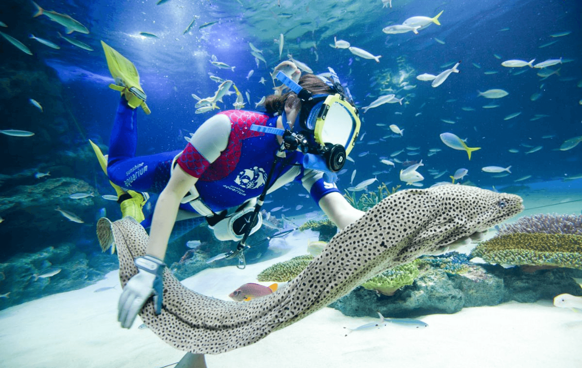 Acuario Sunshine - Imagen 4