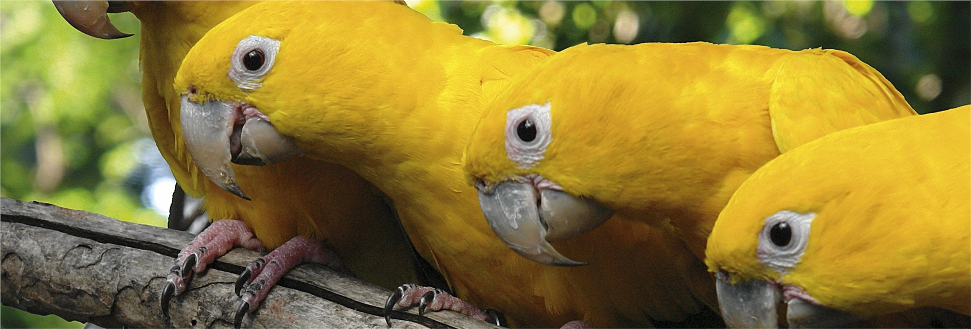 Tour al parque de las aves con ticket - Imagen 2