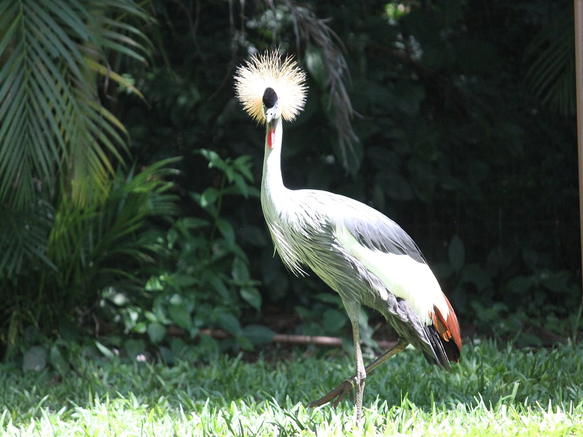 Tour al parque de las aves con ticket - Imagen 4