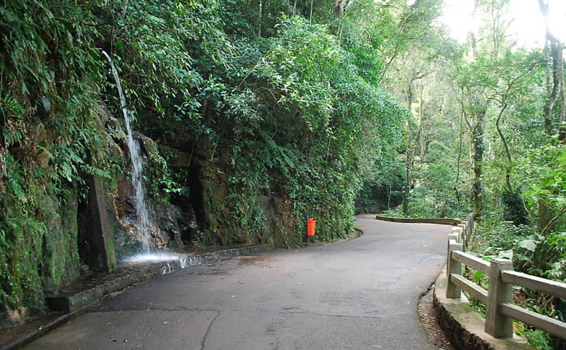 Bosque de Tijuca y Botánico con entrada - Imagen 2
