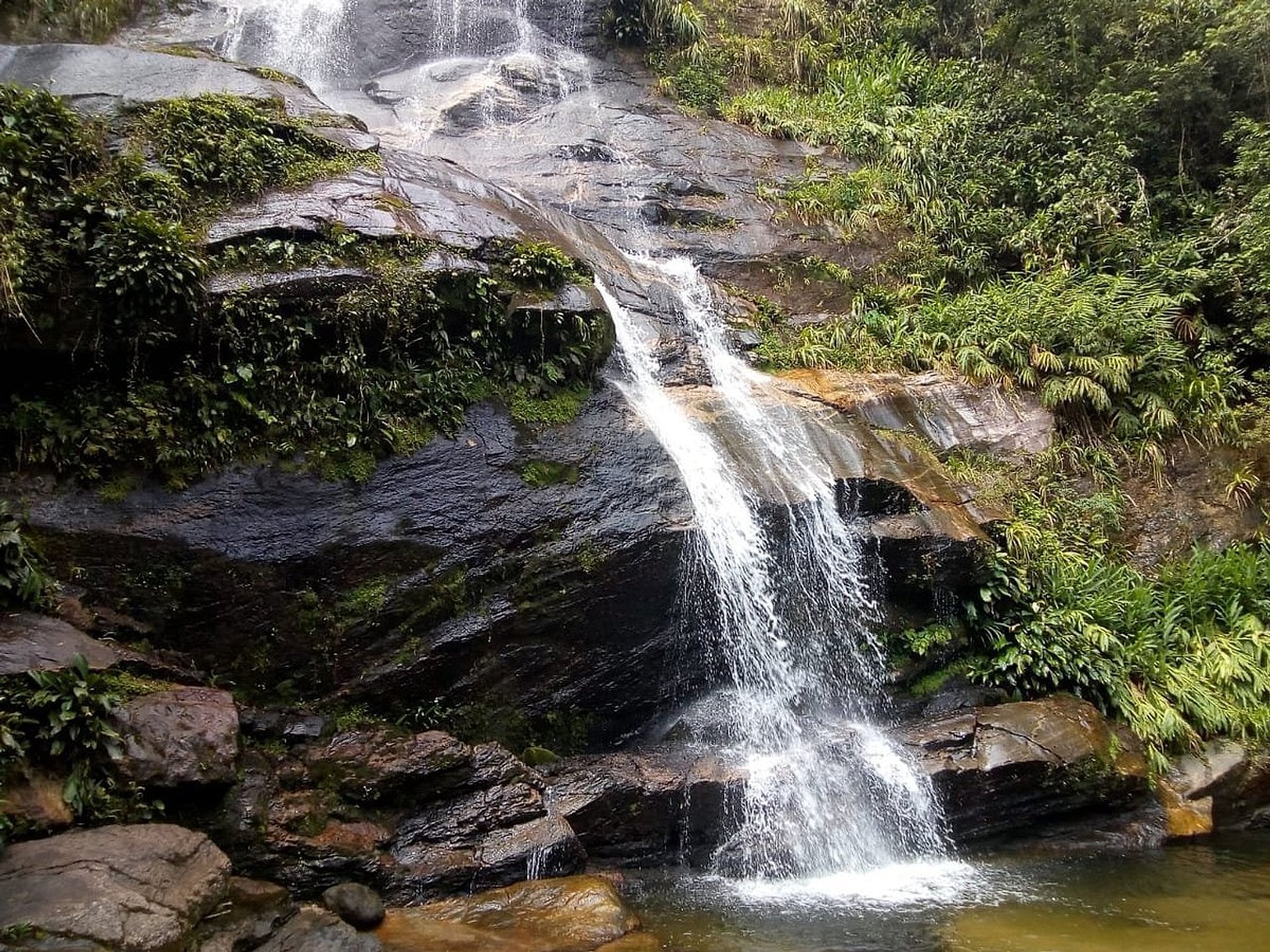Bosque de Tijuca y Botánico con entrada - Imagen 4