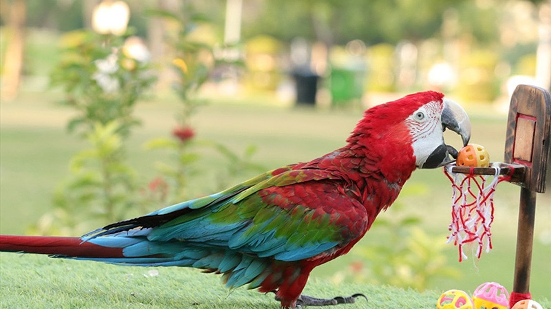 Espectáculo de aves exóticas - Imagen 2