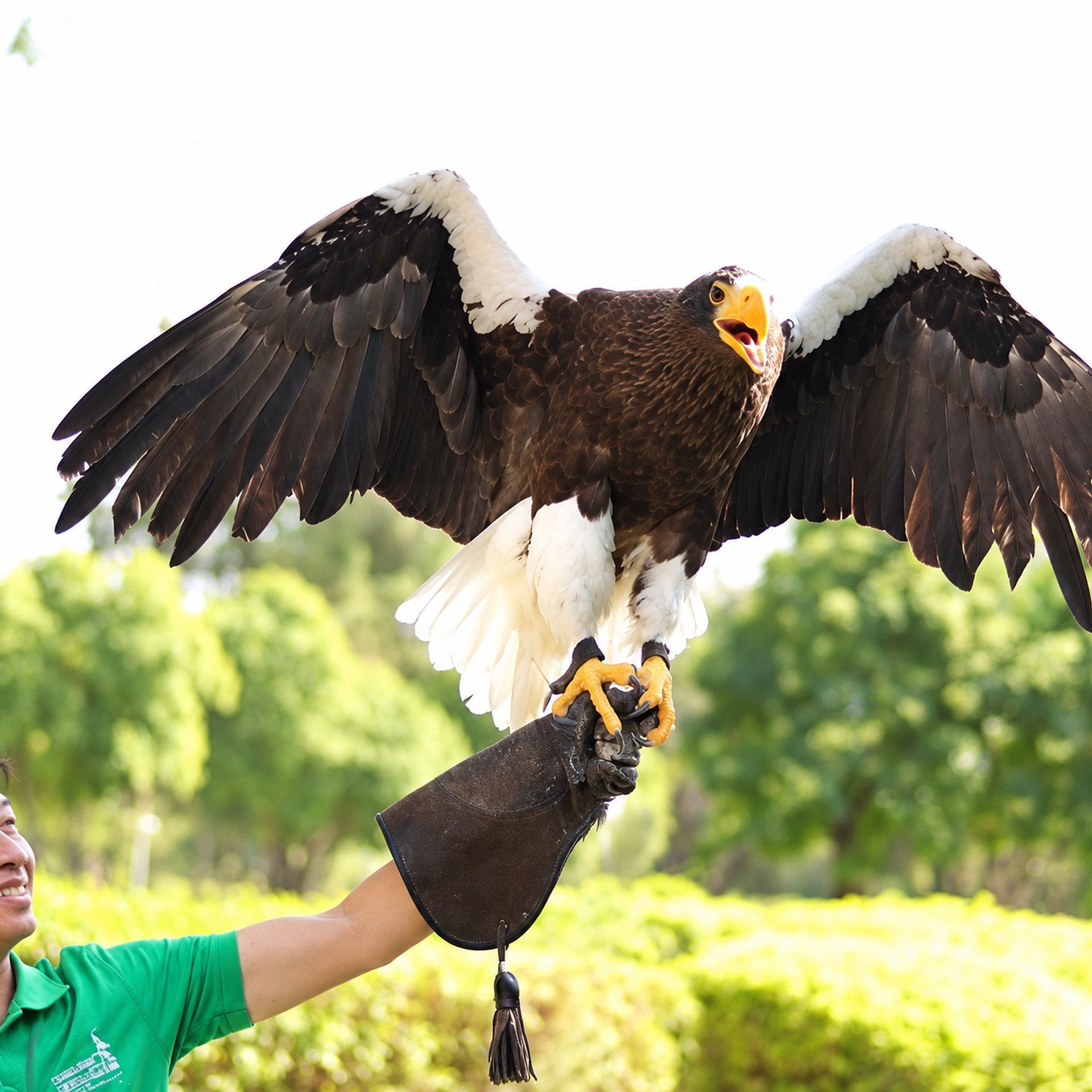 Espectáculo de aves exóticas - Imagen 3