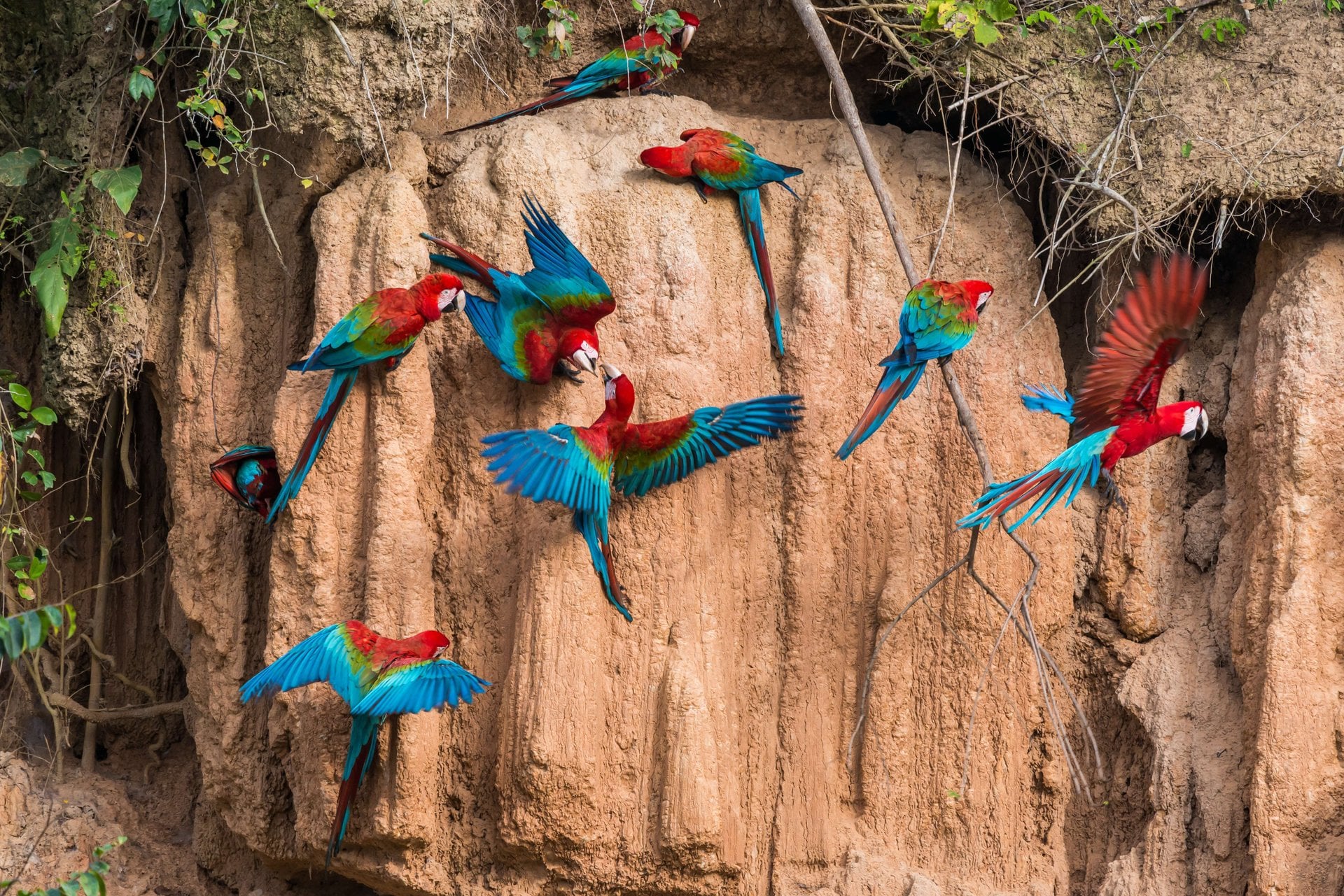Selva de Manu: 3 días de vida salvaje - Imagen 2