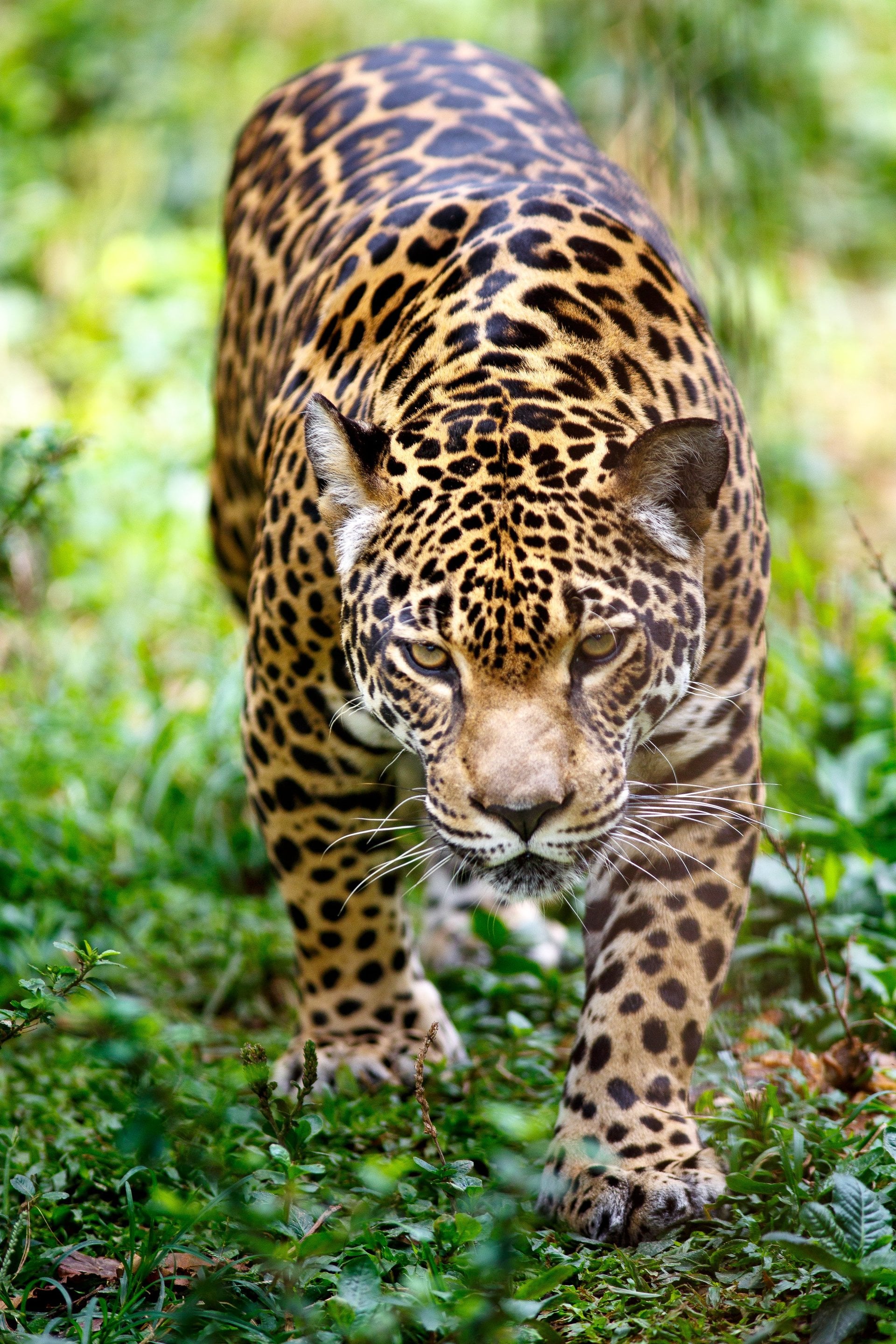 Odisea del Parque Manu: 4 días en la jungla - Imagen 3