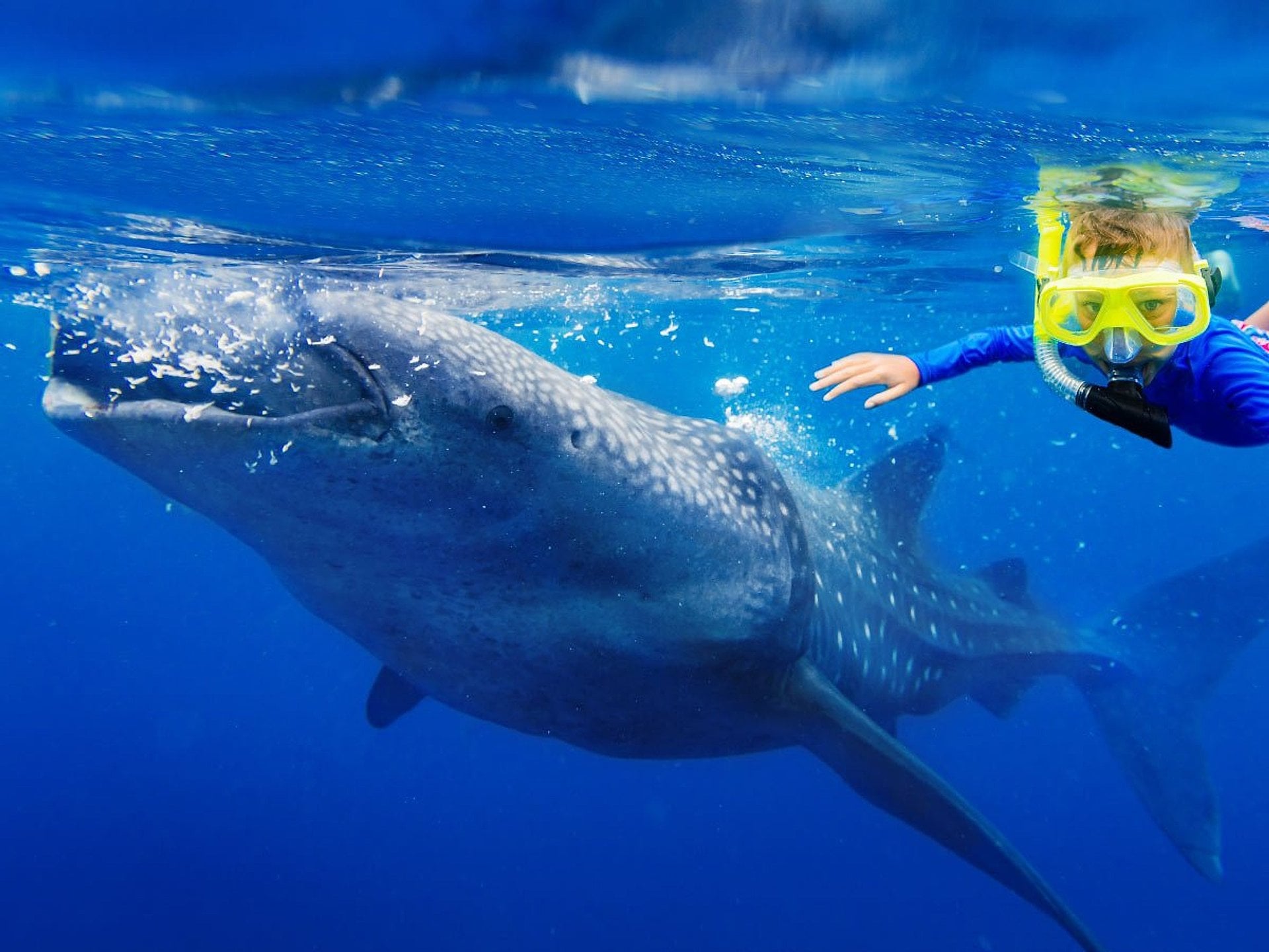 Nadar con tiburones en Máncora - Imagen 3