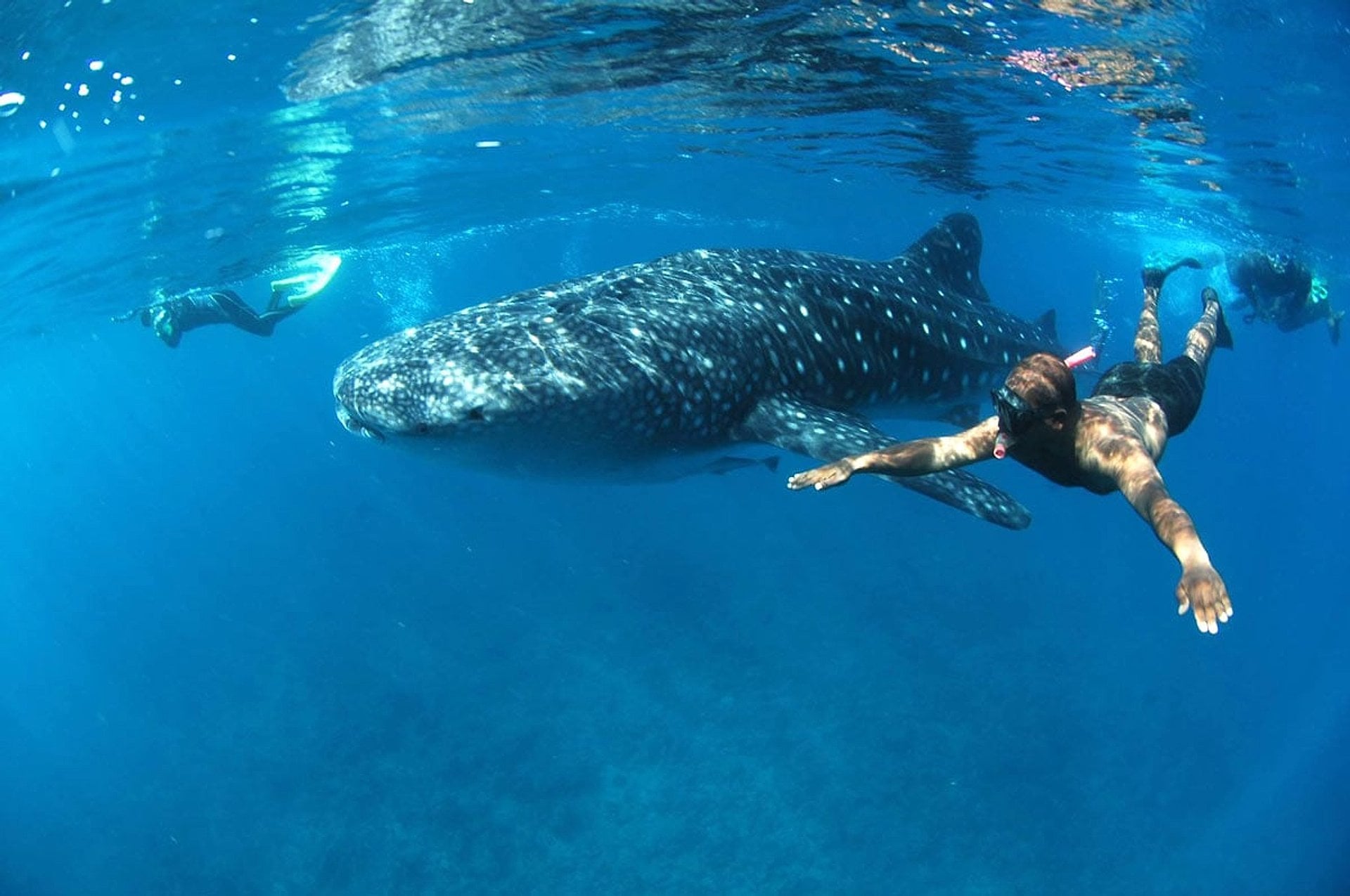Nadar con tiburones en Máncora - Imagen 4