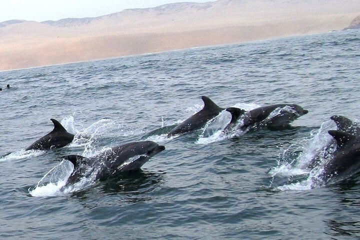 Nado con leones marinos en Islas Palomino - Imagen 3