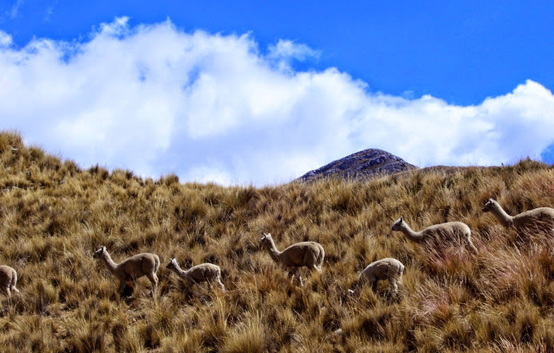 Huancaya - Paraíso Escondido - Imagen 3
