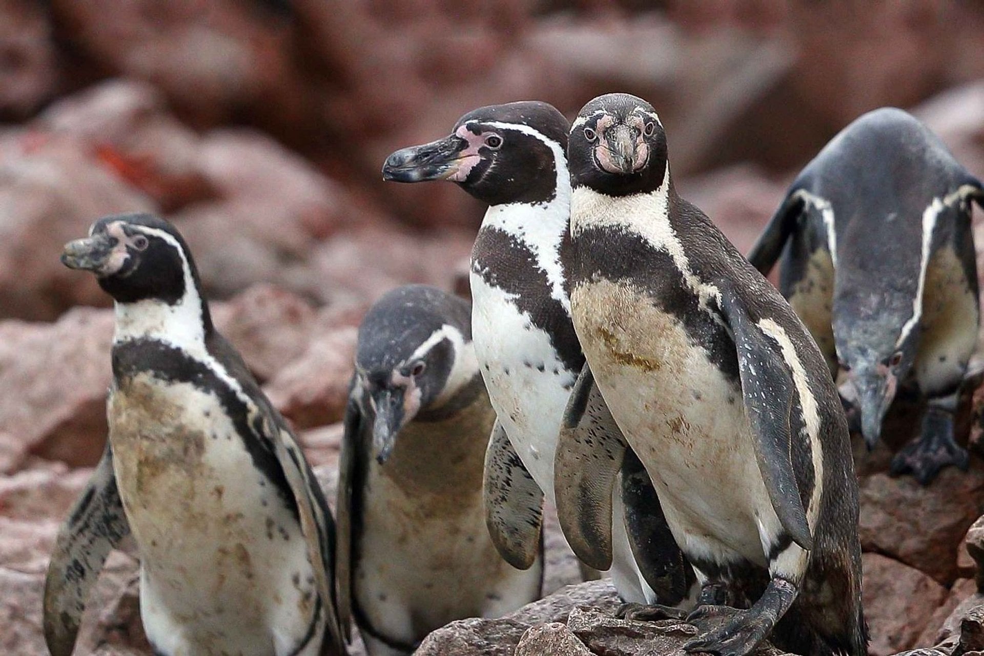 Islas Ballestas: las Galápagos del Perú - Imagen 4