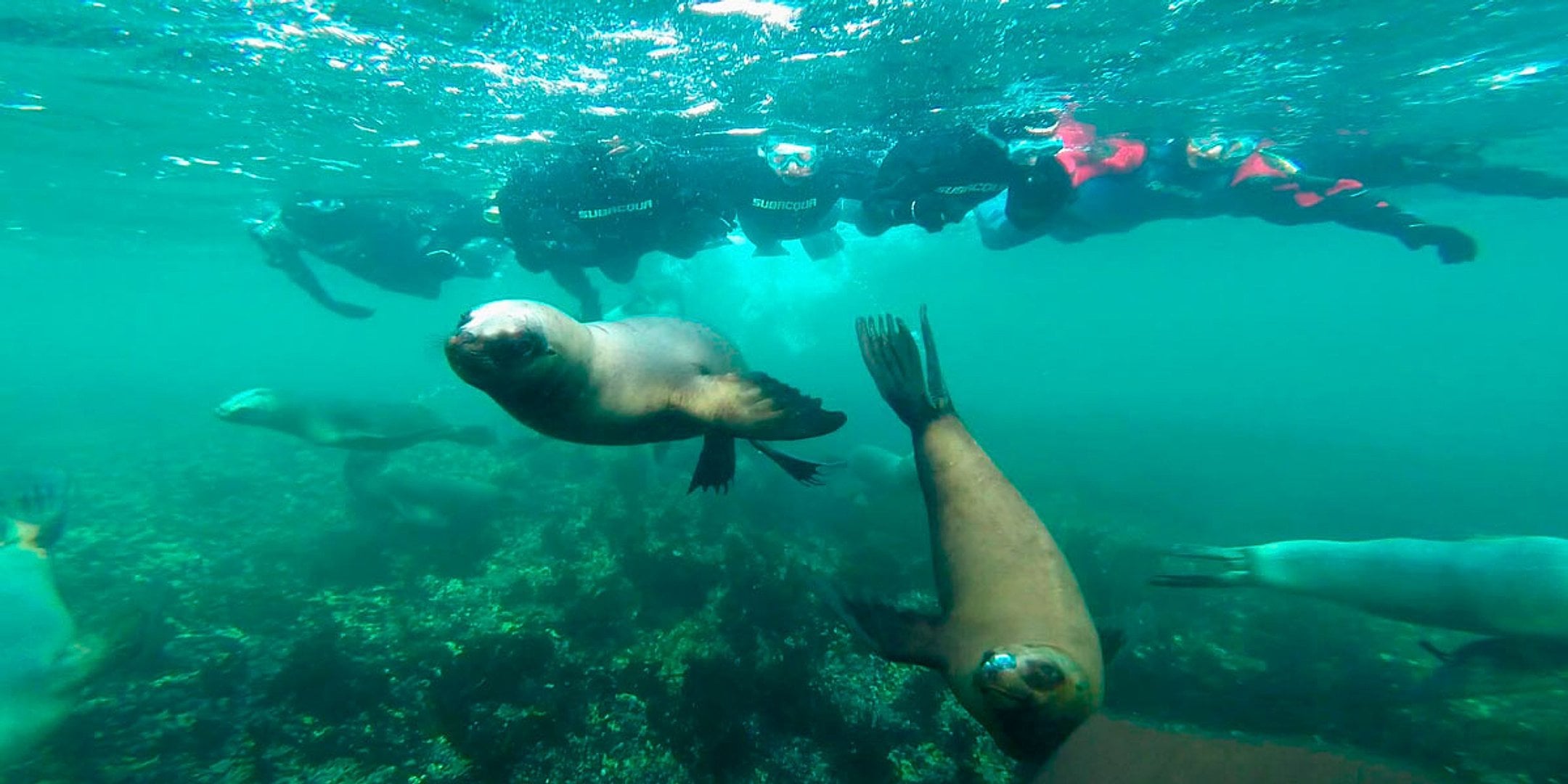 Navega en catamarán por la Bahía de Paracas - Imagen 2
