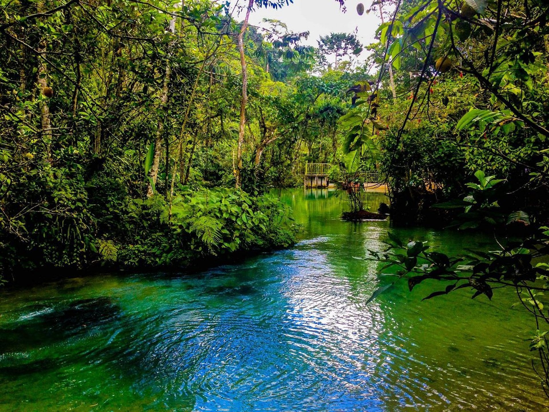 Reserva Alto Mayo de Tarapoto - Imagen 2