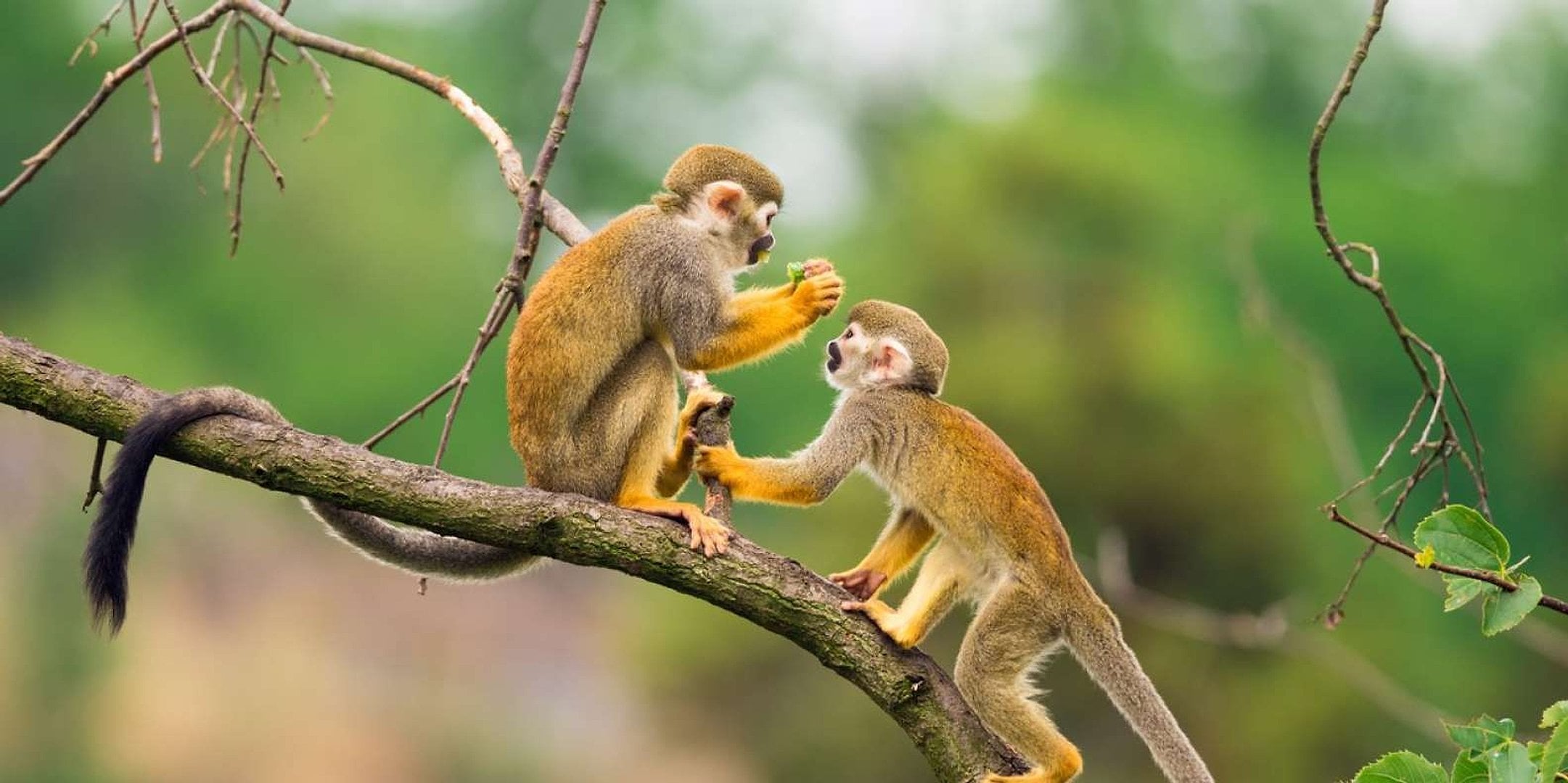 TALAPOTO CLÁSICO - 4 días - Imagen 3