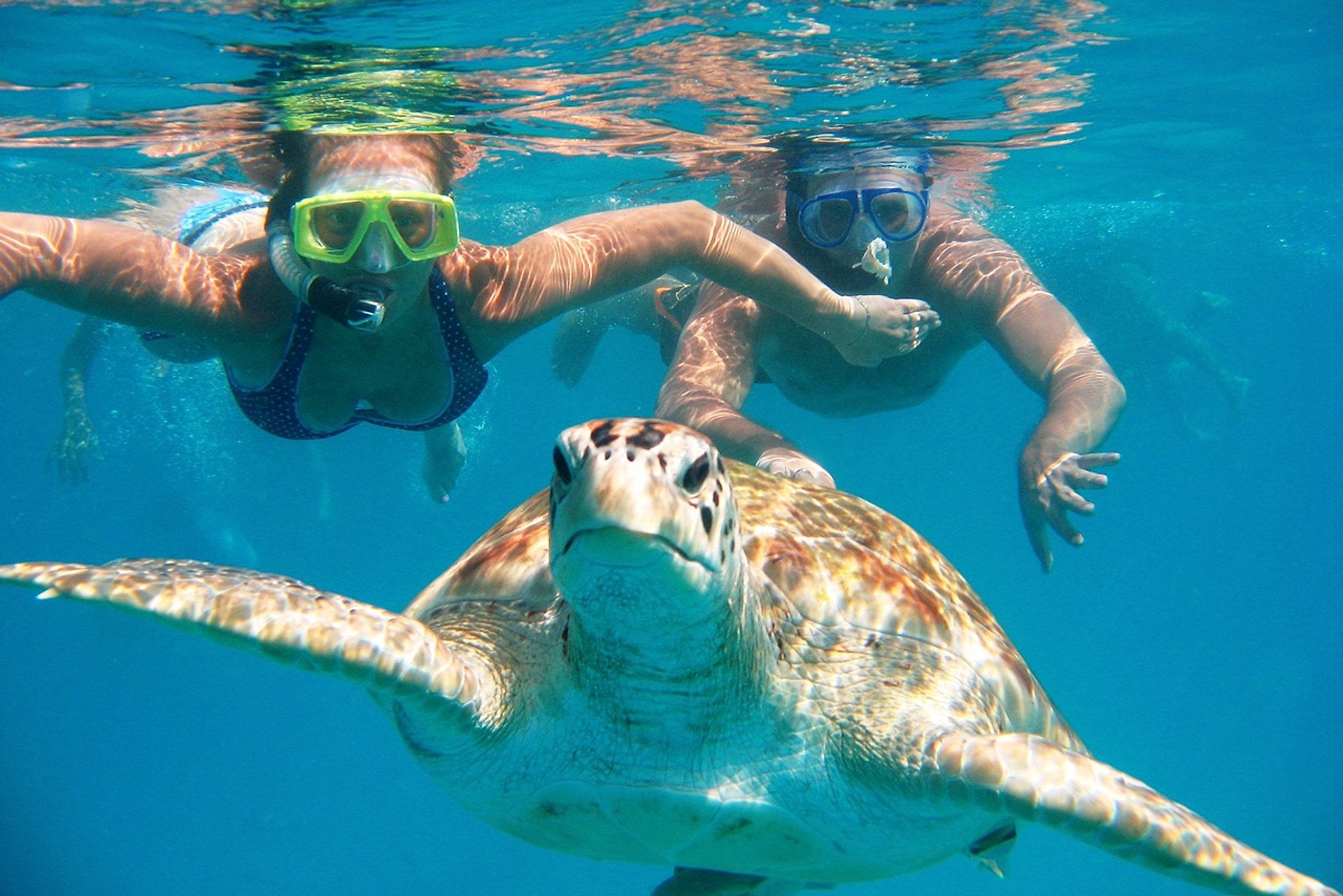 Avistamiento de ballenas - Imagen 3
