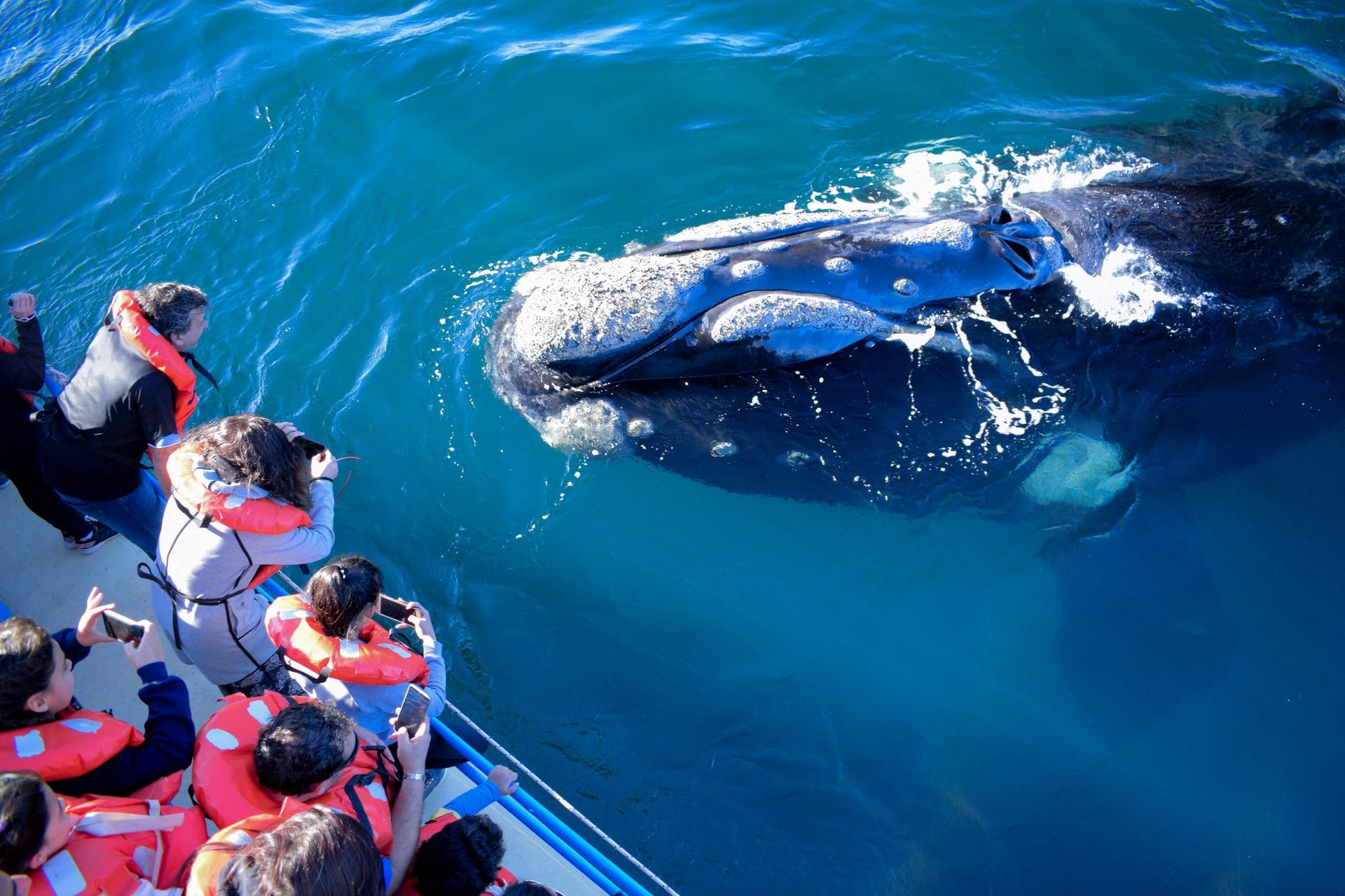 Avistamiento de ballenas - Imagen 2