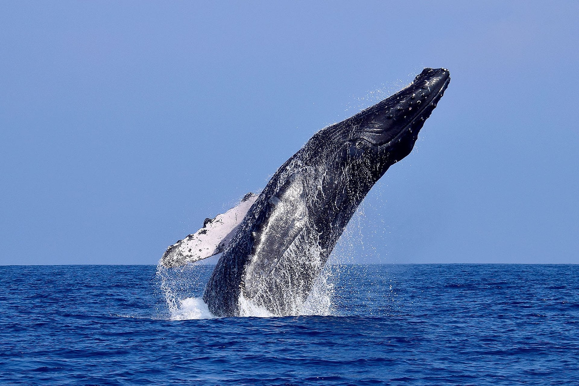 Avistamiento de ballenas - Imagen 4