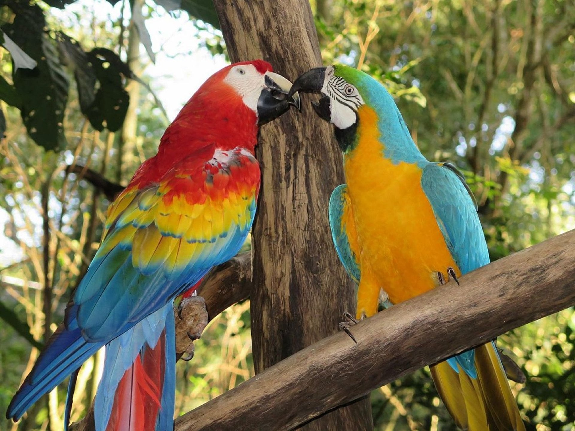 Cataratas brasileñas y Parque de las Aves - Imagen 3