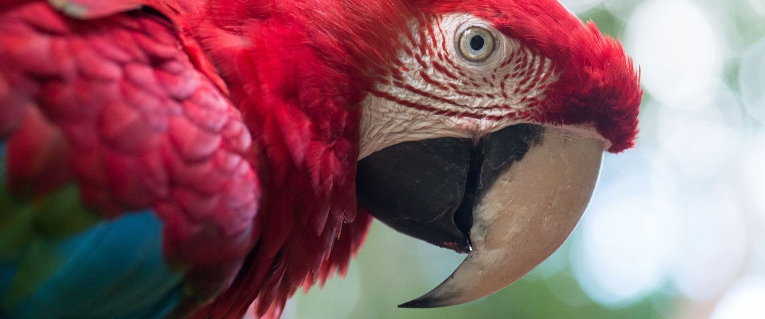 Cataratas brasileñas y Parque de las Aves - Imagen 4