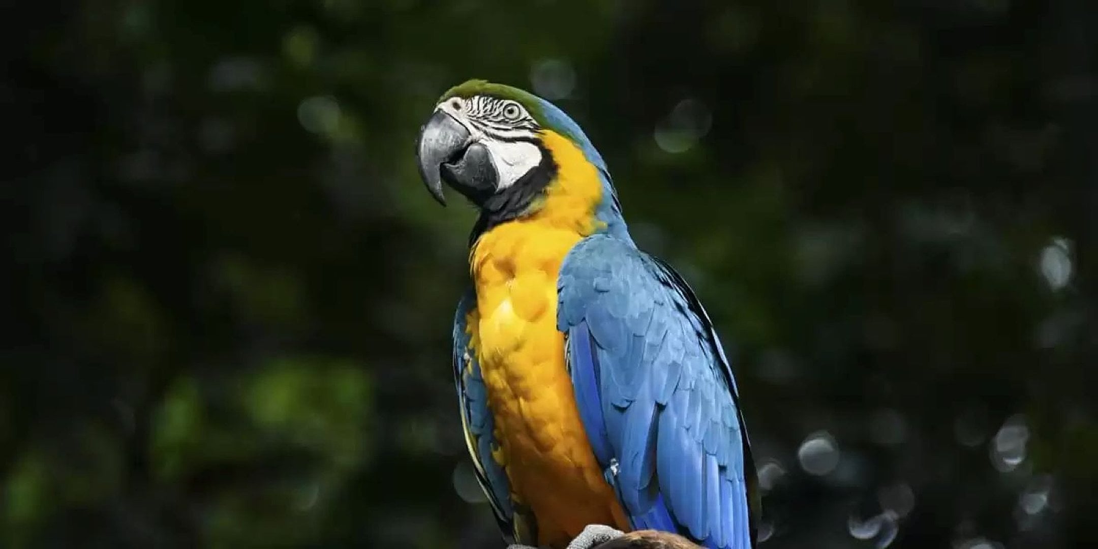 Cataratas brasileñas y Parque de las Aves - Imagen 2