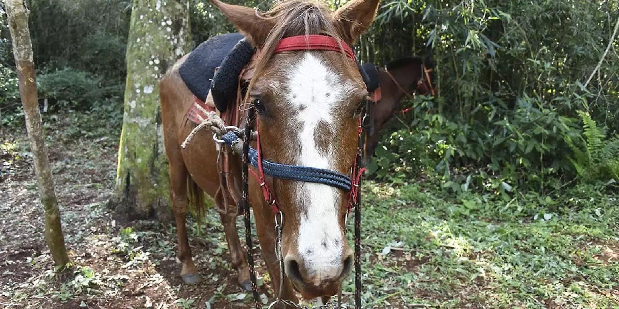 Cabalgata por la selva en Iguazú - Imagen 3