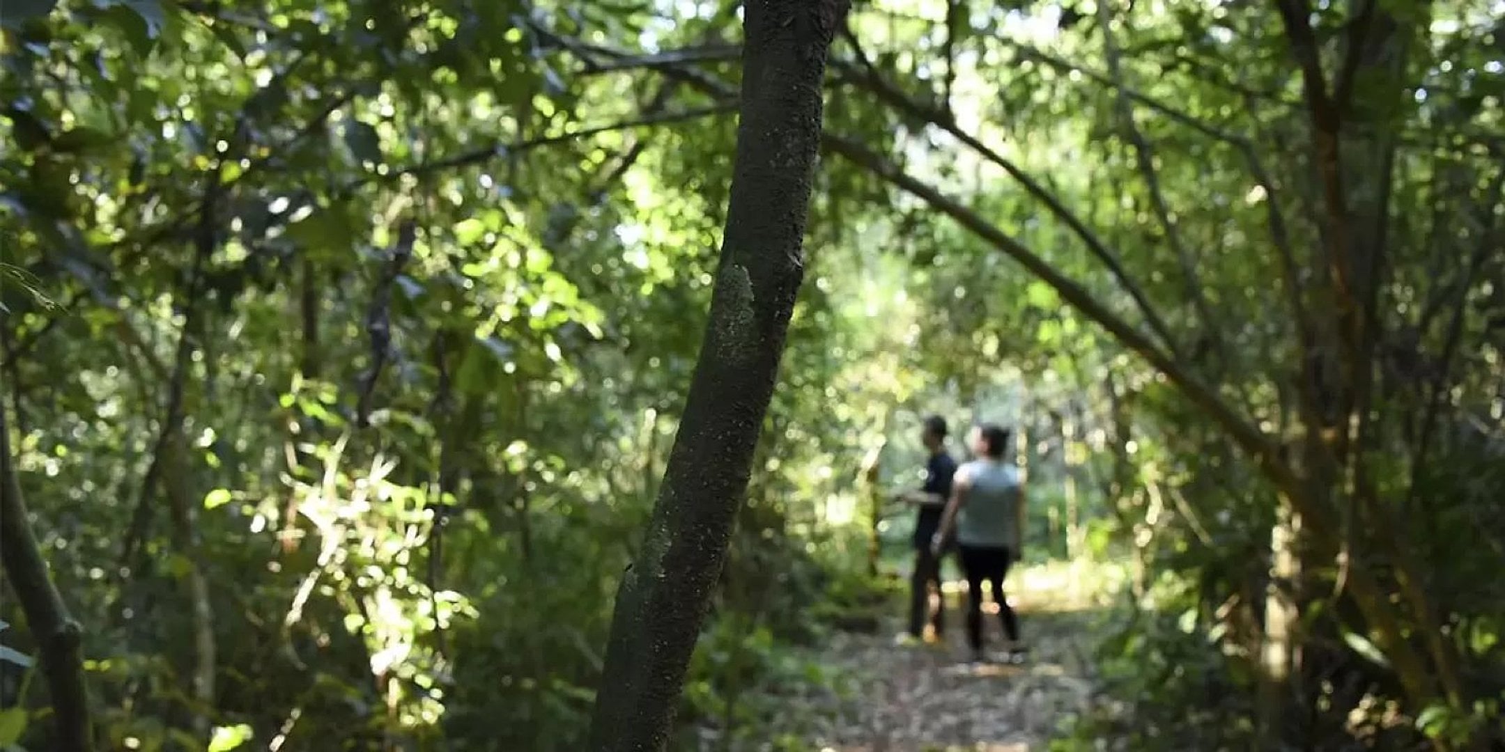 Cabalgata por la selva en Iguazú - Imagen 4