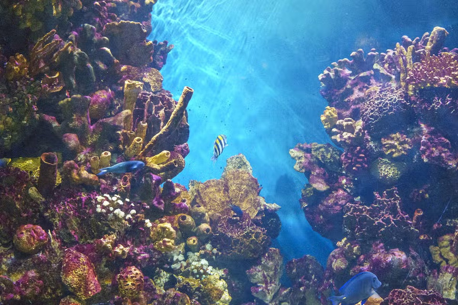 Entrada a L Aquàrium de Barcelona - Imagen 2