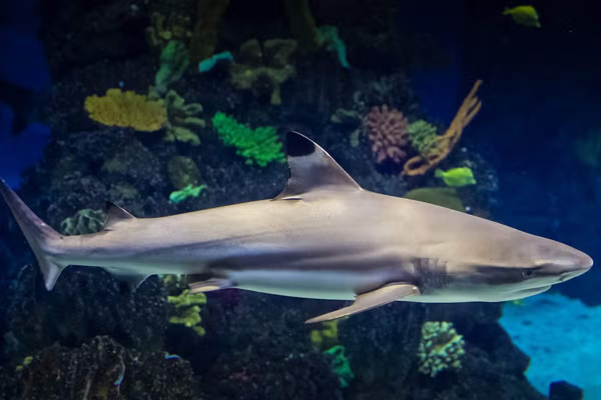 Entrada a L Aquàrium de Barcelona - Imagen 4