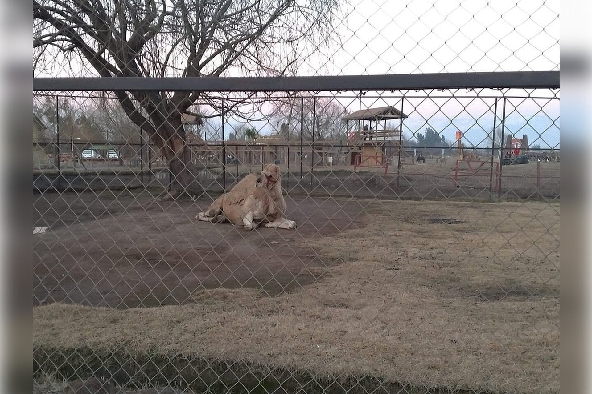 Parque Safari Rancagua - Imagen 2