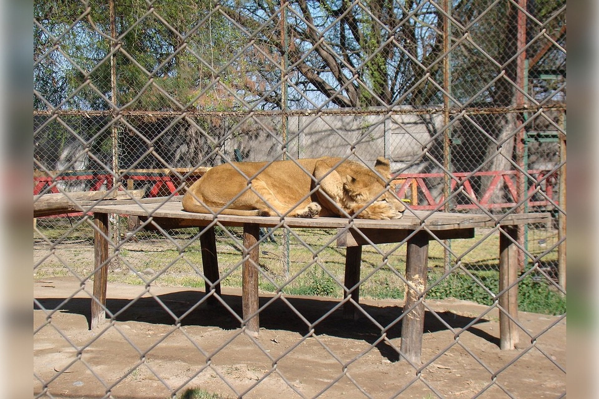 Parque Safari Rancagua - Imagen 3