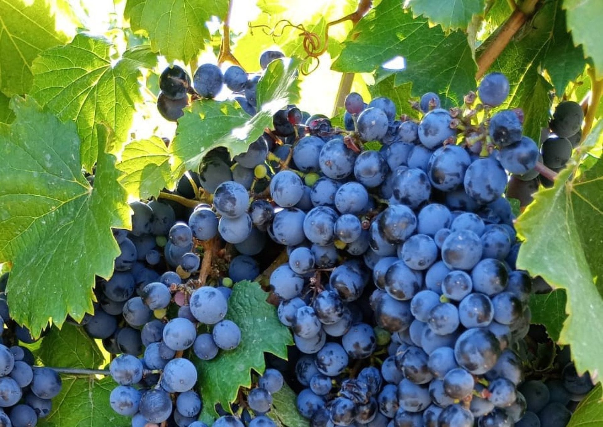 Ruta de Sabores: vino y chocolate - Imagen 2