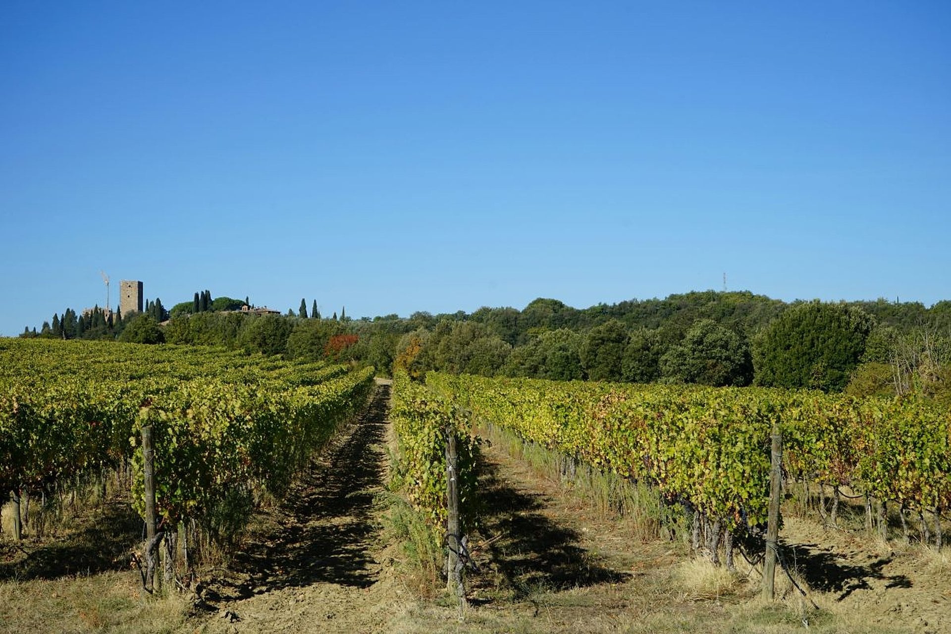 Montepulciano, Montalcino y Cortona - Imagen 4