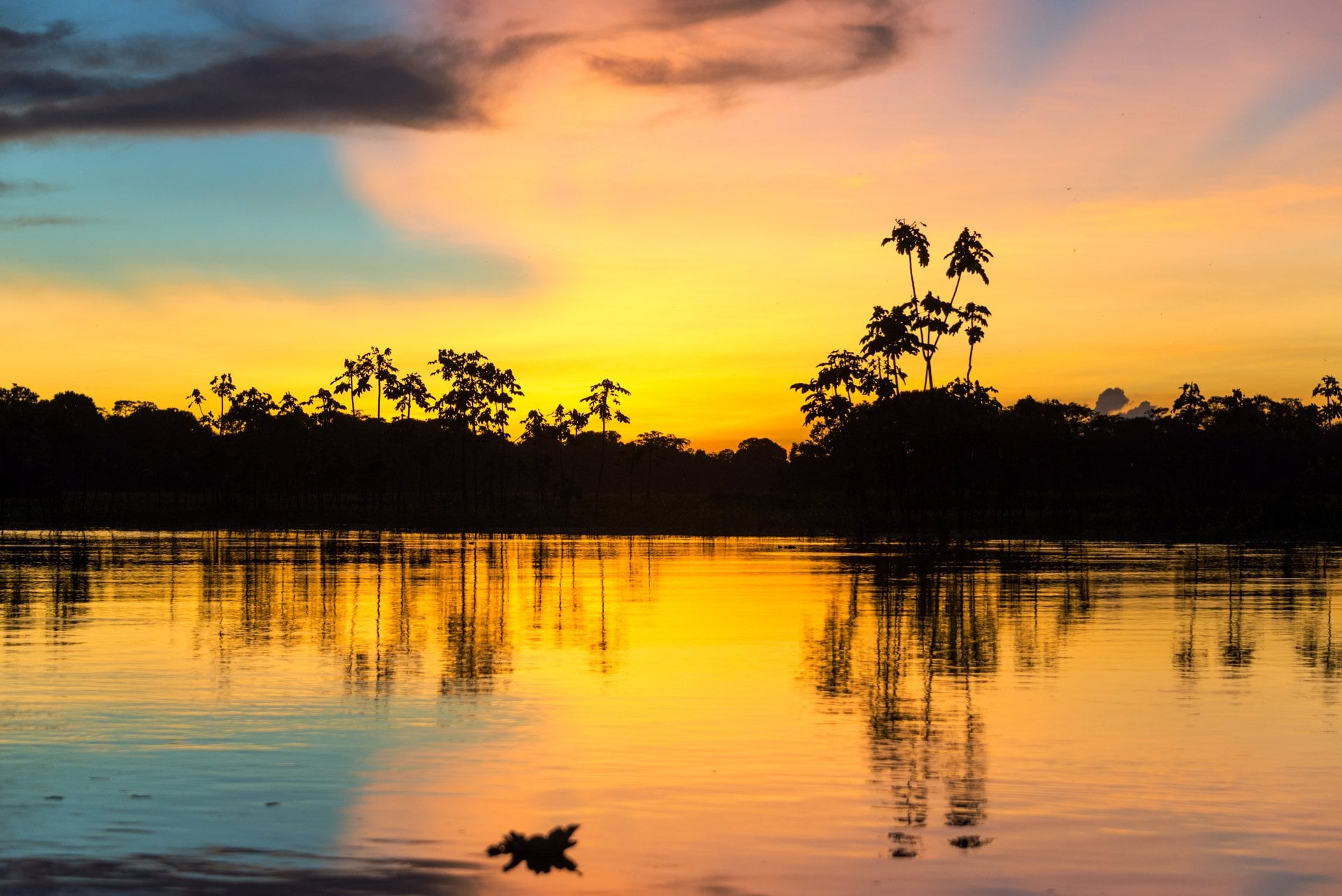 Safari en el Amazonas: día completo - Imagen 2