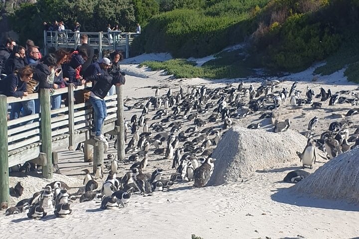 Pingüinos y focas en la península del Cabo - Imagen 3