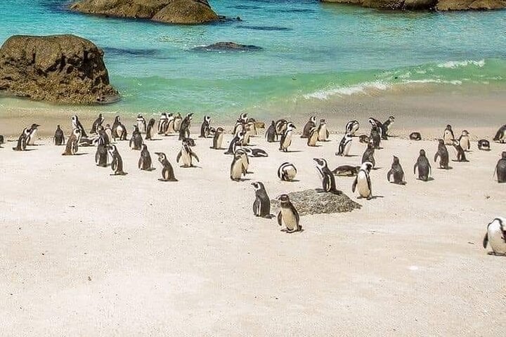 Nado con pingüinos y Buena Esperanza - Imagen 4