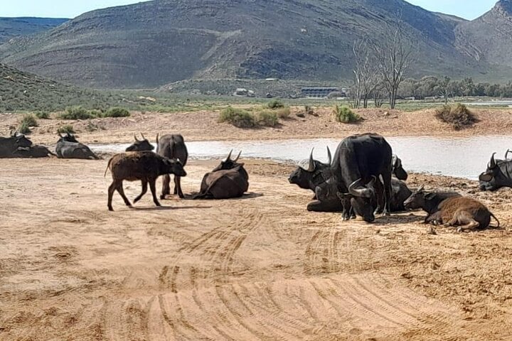 Safari Big Five y cata de vinos privado - Imagen 3