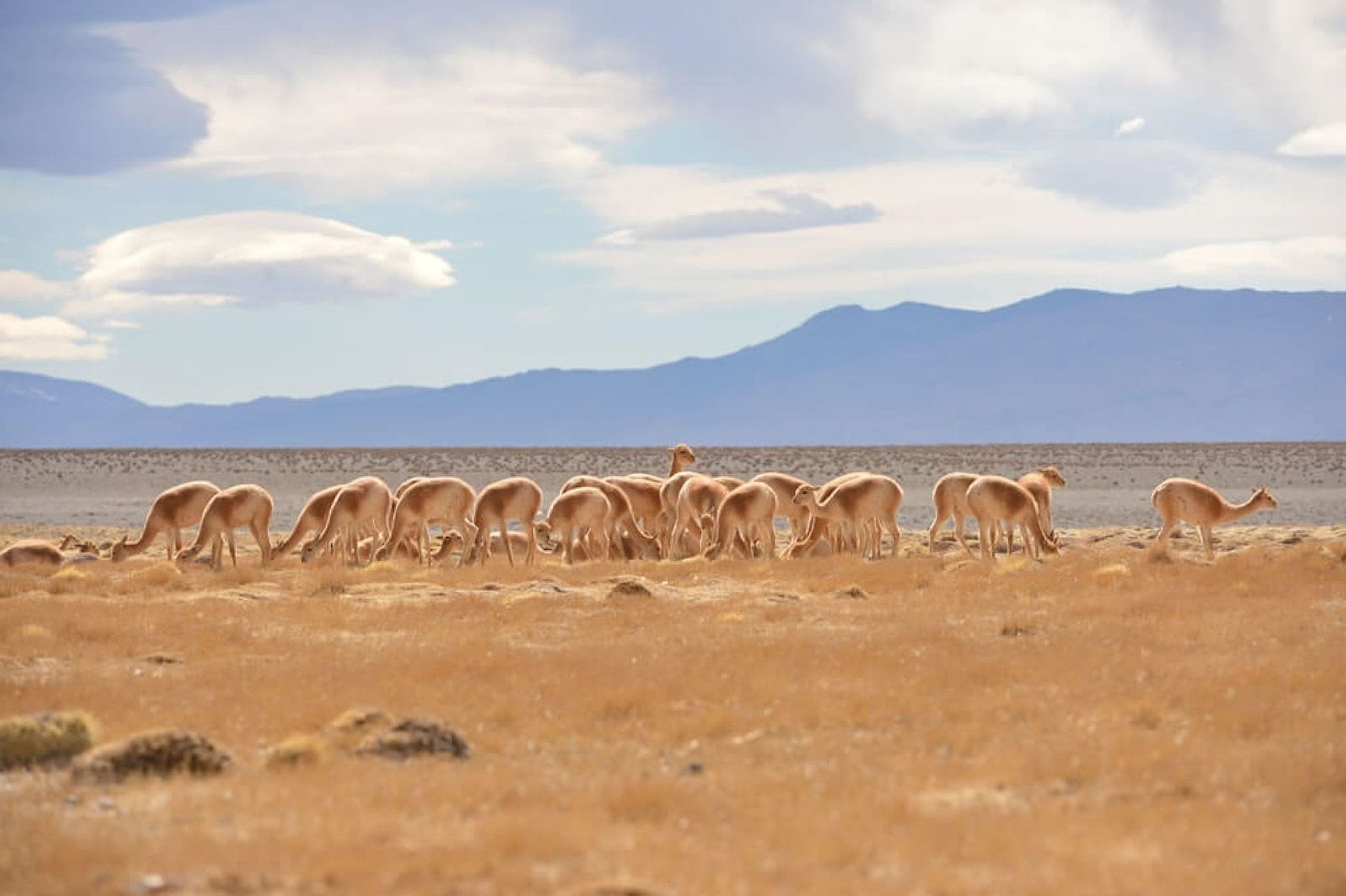 Valles Iglesianos de Jachal - Imagen 4