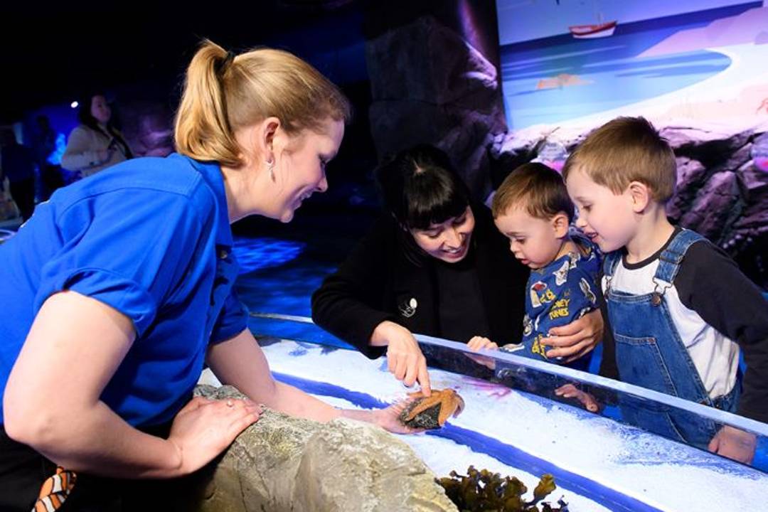 Acuario Sea Life de Londres - Imagen 3