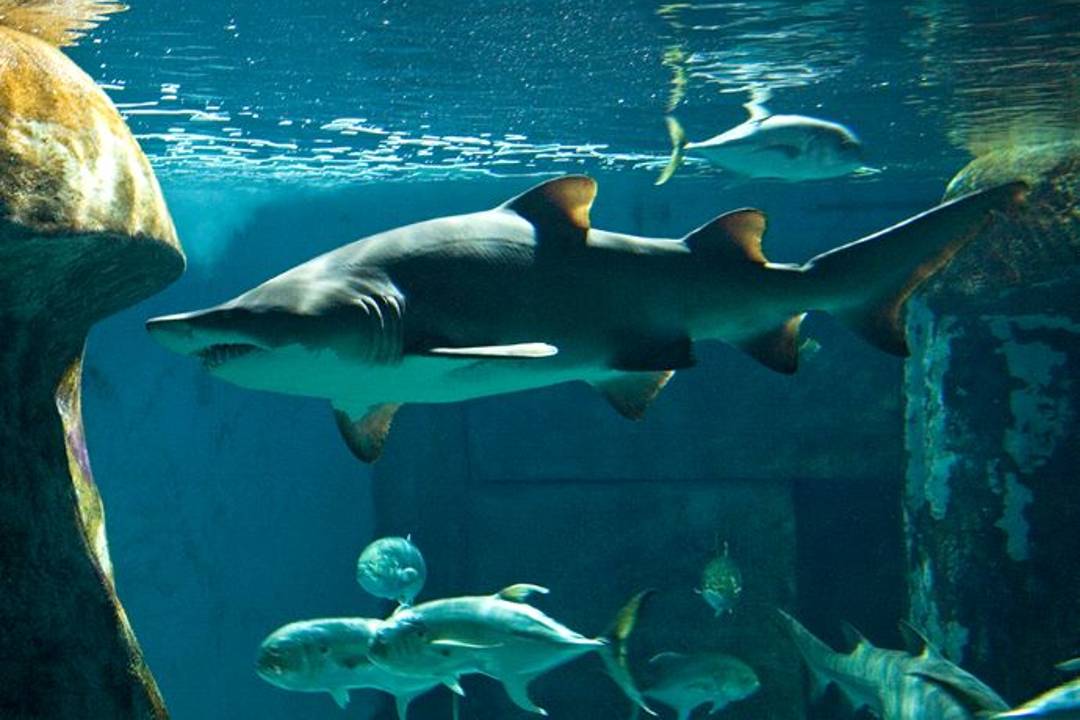 Acuario Sea Life de Londres - Imagen 4