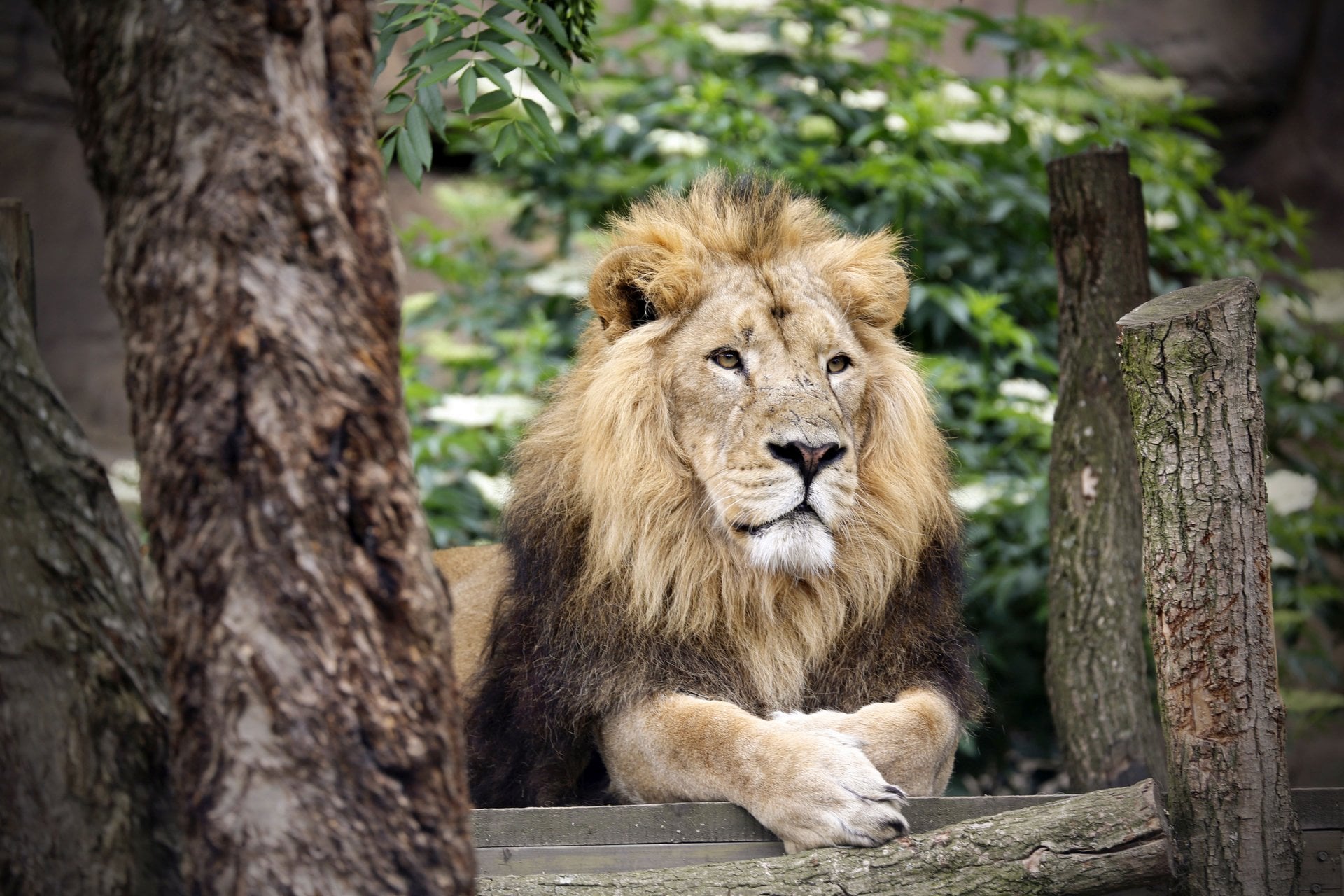 Visite el Zoológico de Londres - Imagen 2
