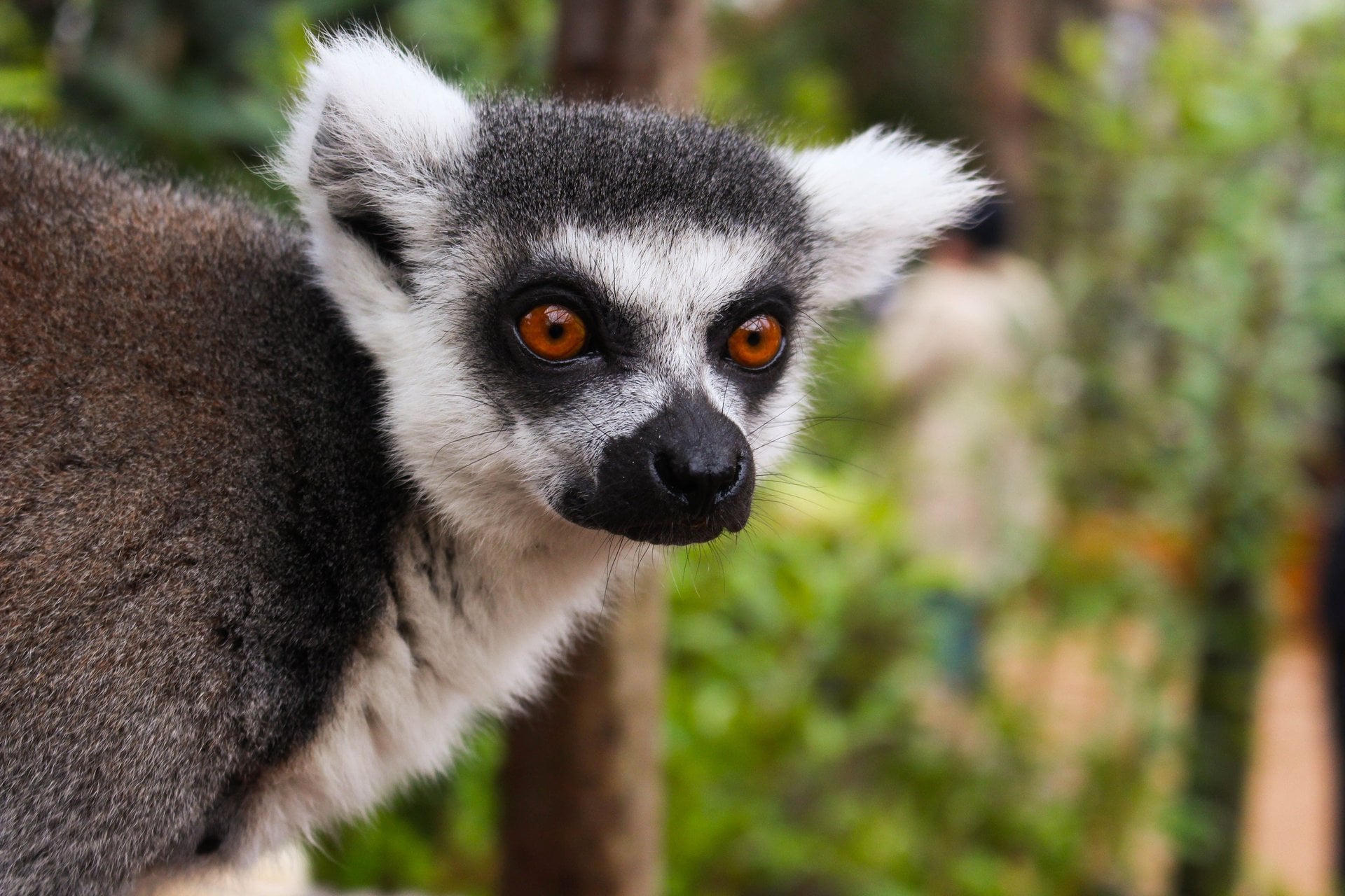 Visite el Zoológico de Londres - Imagen 3