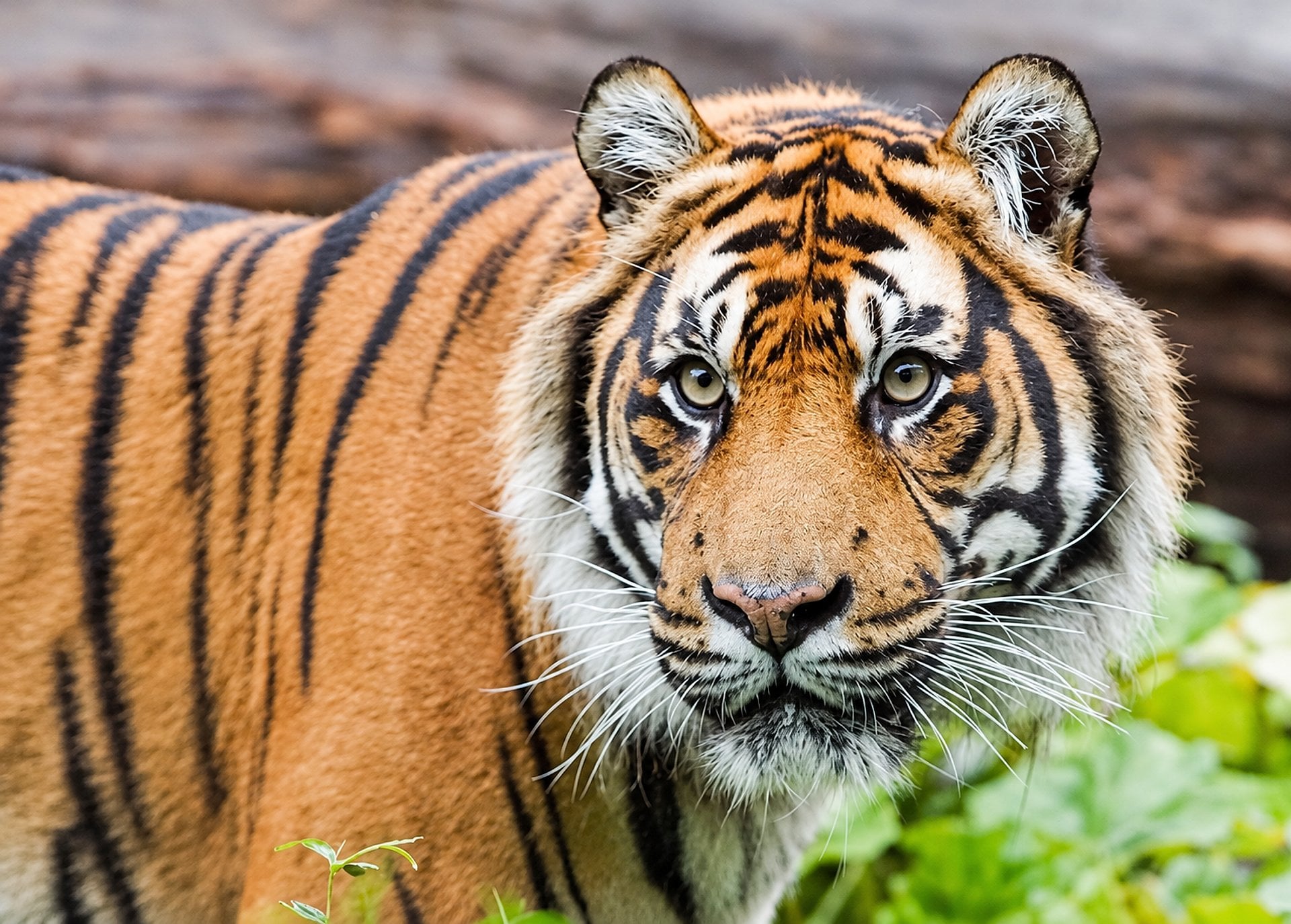 Visite el Zoológico de Londres - Imagen 4