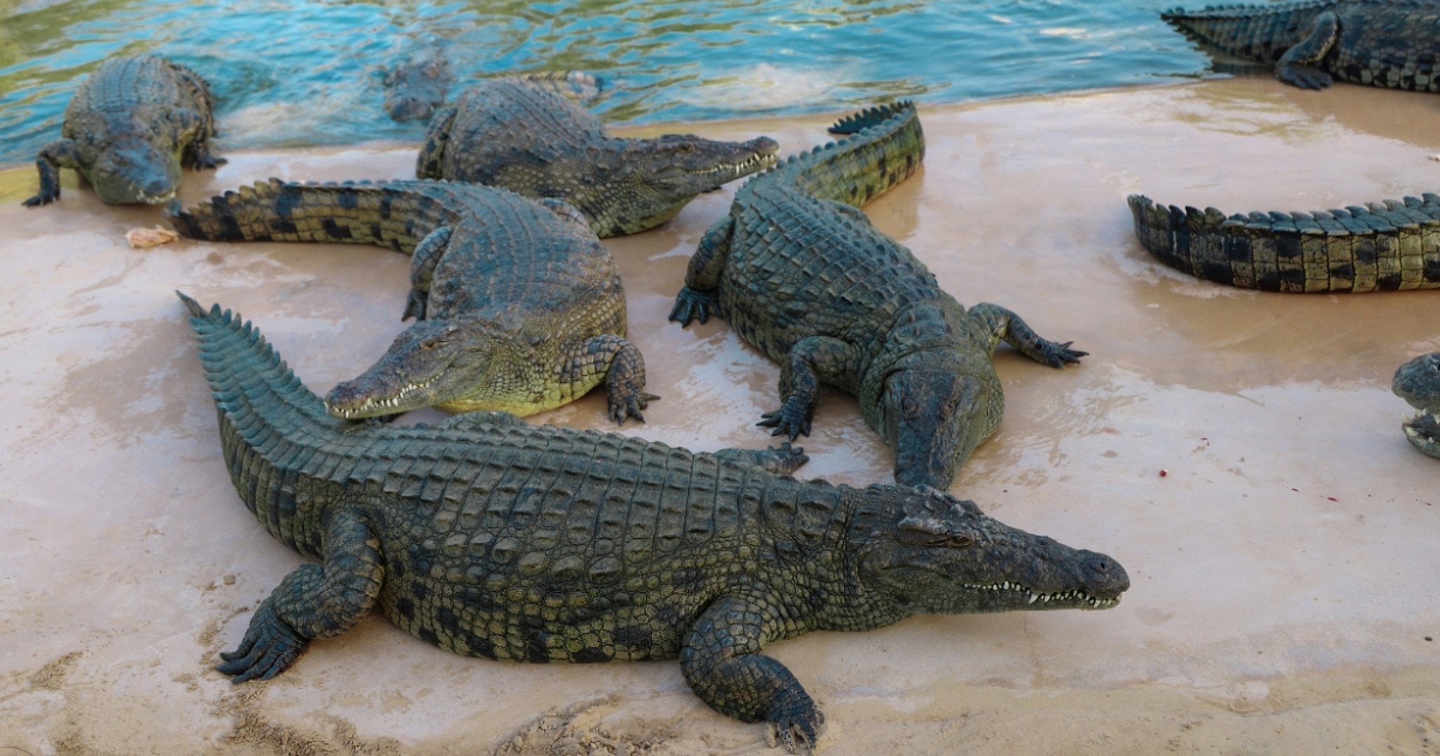 Parque de Cocodrilos de Dubái - Imagen 4