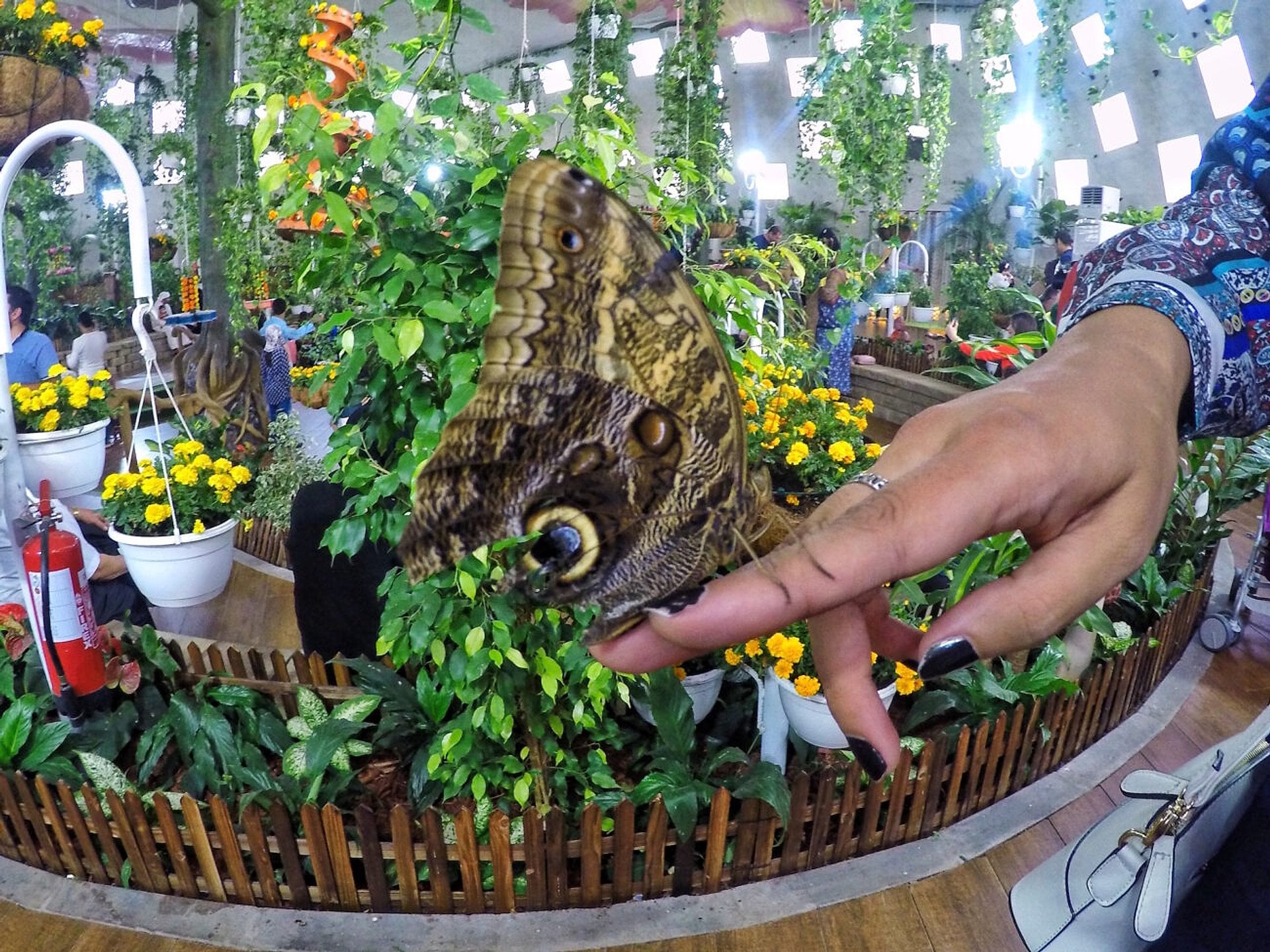 Dubai Miracle Garden y Jardín de Mariposas - Imagen 3