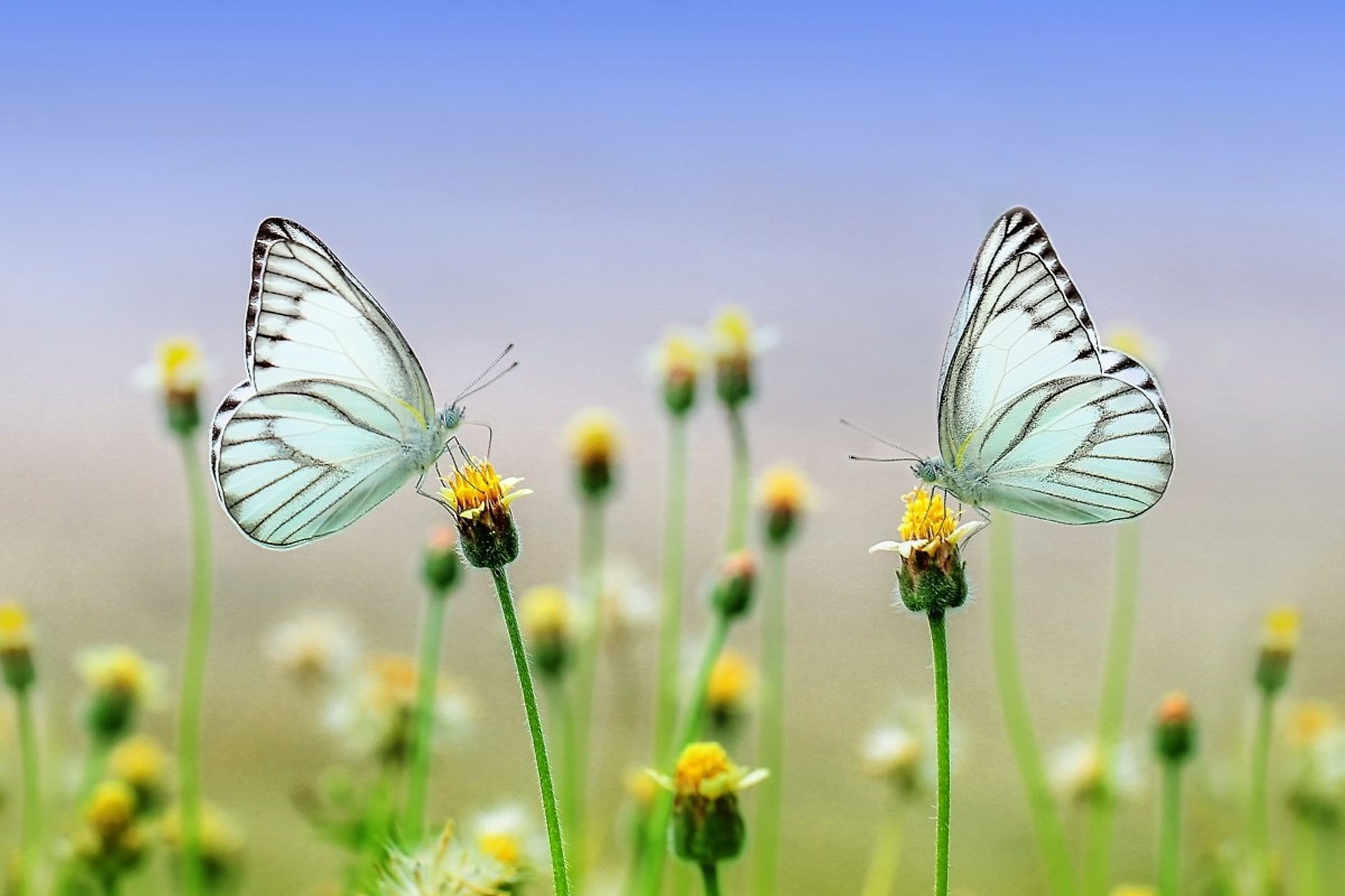 Miracle y Butterfly Garden con traslados - Imagen 3