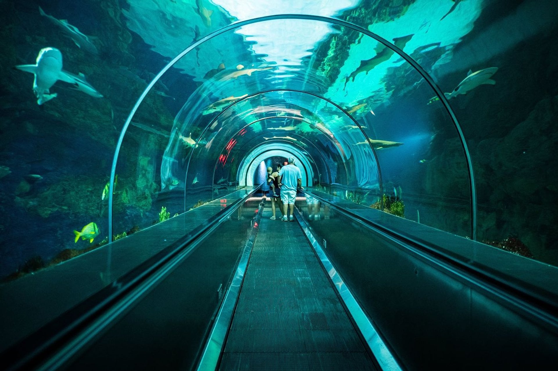 SeaWorld San Diego Park - Ticket - Imagen 2