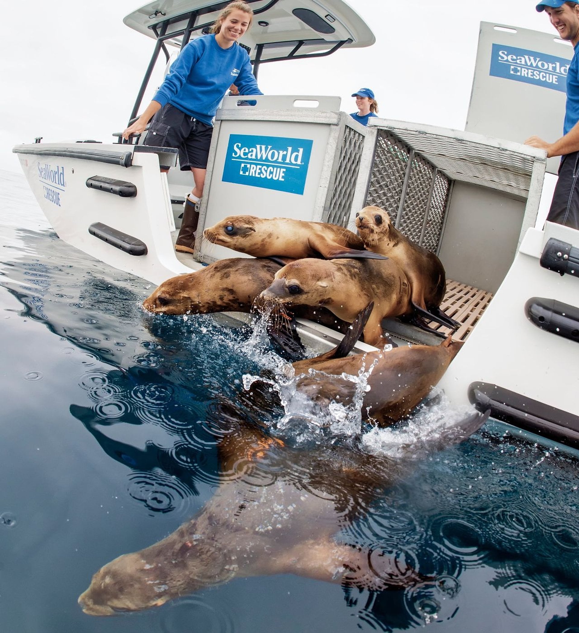 SeaWorld San Diego Park - Ticket - Imagen 4