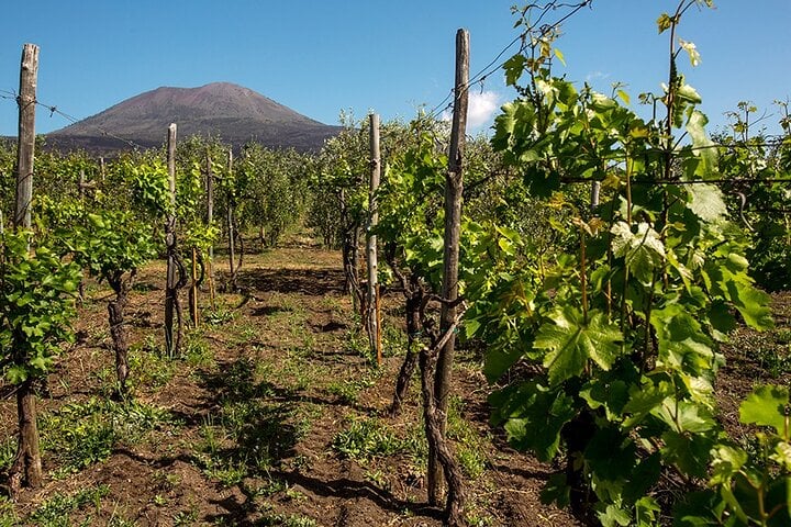 Pompeya con cata de vinos y almuerzo - Imagen 2
