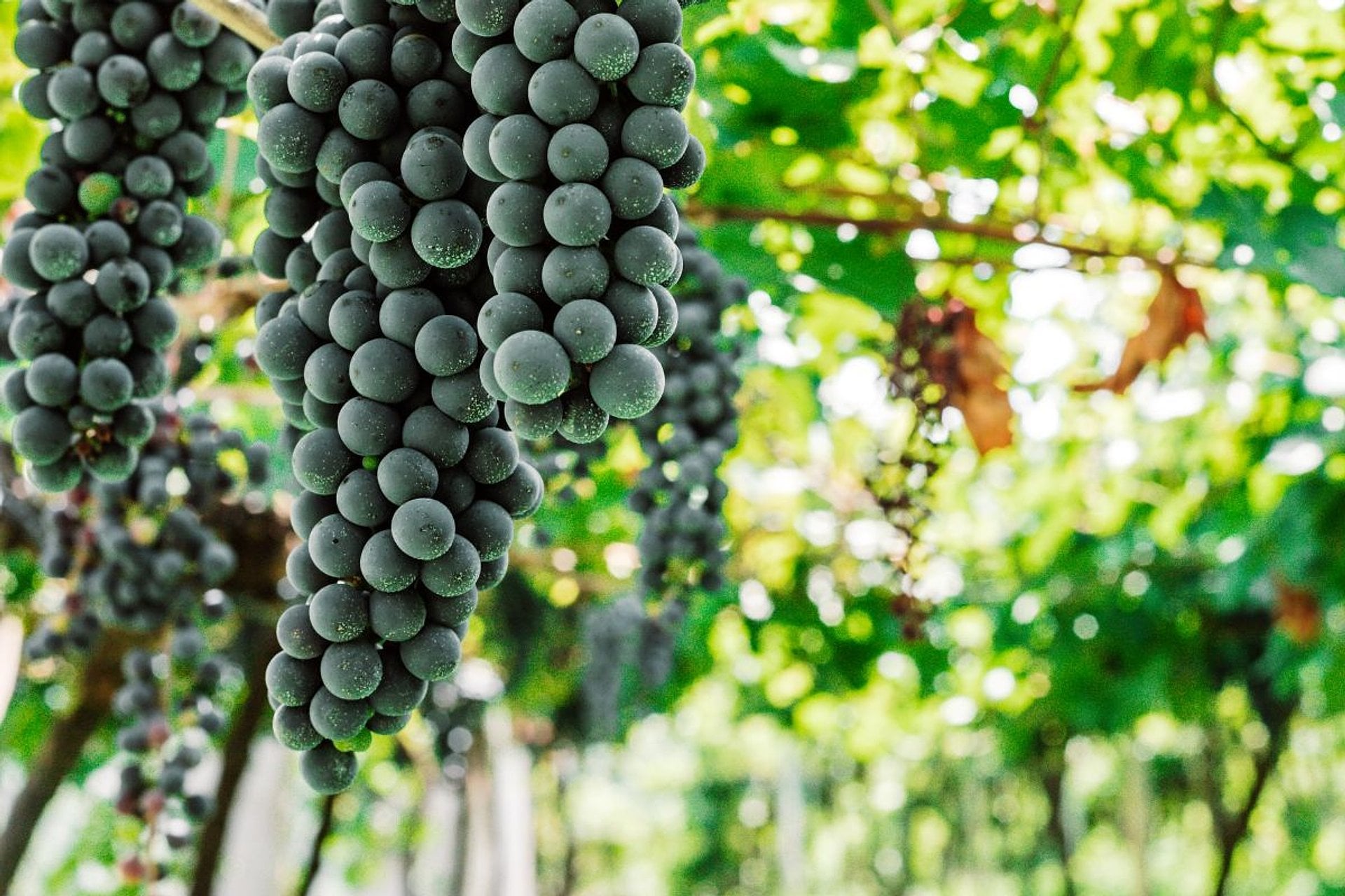 Pisada de uvas en la Bodega Jolimont - Imagen 4