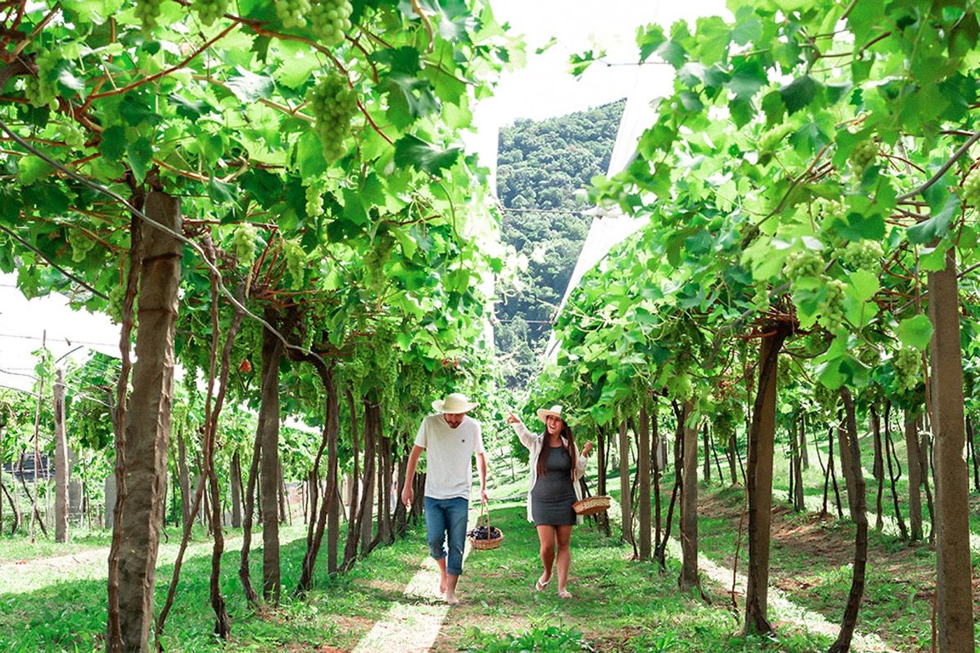 Pisada de uvas en la Bodega Jolimont - Imagen 3