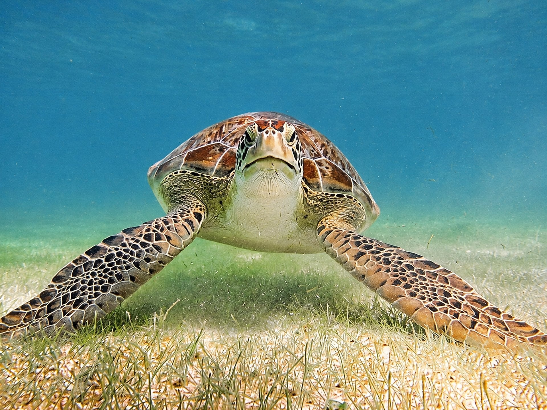 Tour de nado con tortugas en Akumal - Imagen 4